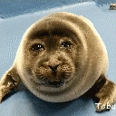 A photo of a seal named Niko. Niko is staring directly at the camera, looking as if they're about to cry.